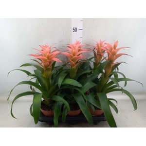 Guzmania  'Melissa'