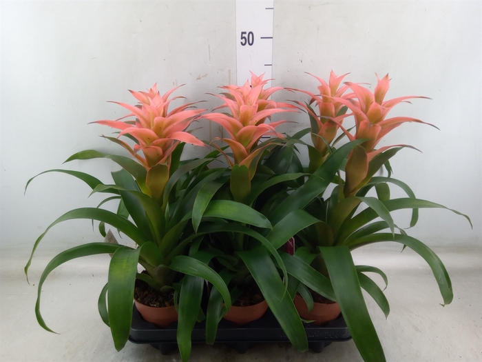 <h4>Guzmania  'Melissa'</h4>