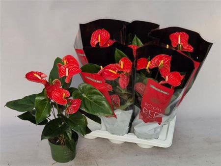 <h4>Anthu An Madural 6+ 17cm Pot</h4>