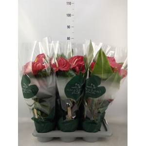 Anthurium andr. 'Nevada'