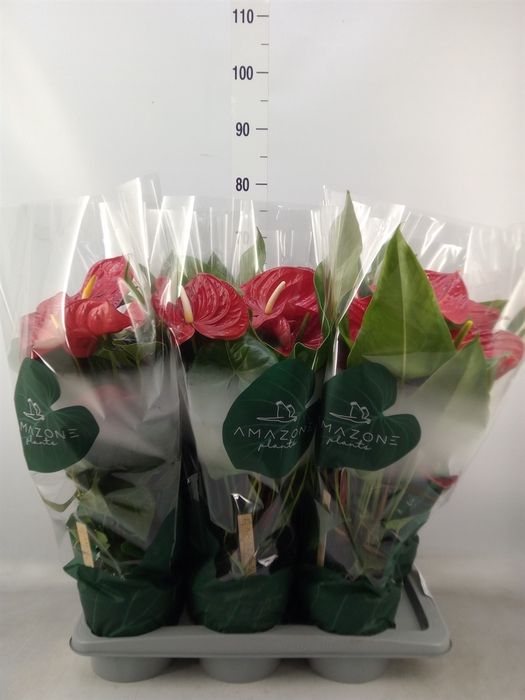<h4>Anthurium andr. 'Nevada'</h4>