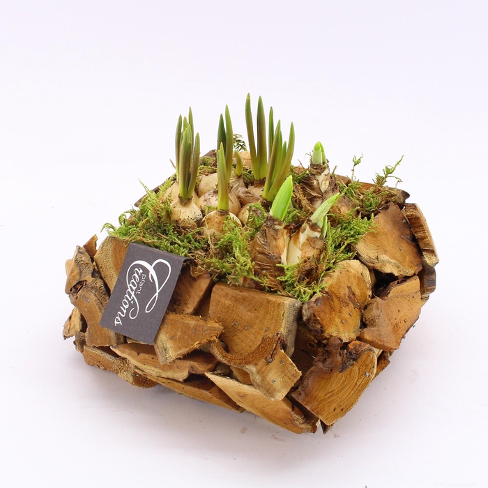 <h4>BLCR-2606 Bulbs creations</h4>