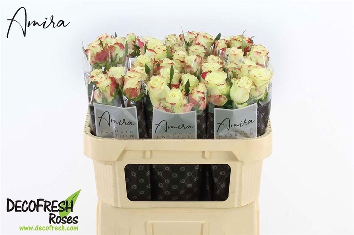 <h4>R Gr Sweet Horizon</h4>