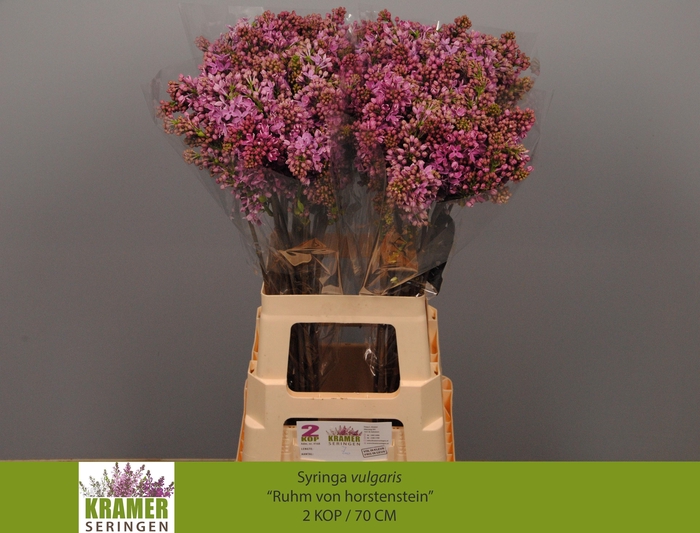 <h4>SYR V R V HORSTENST</h4>