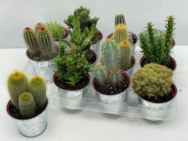 Cactus mix 9,5Ø 12cm