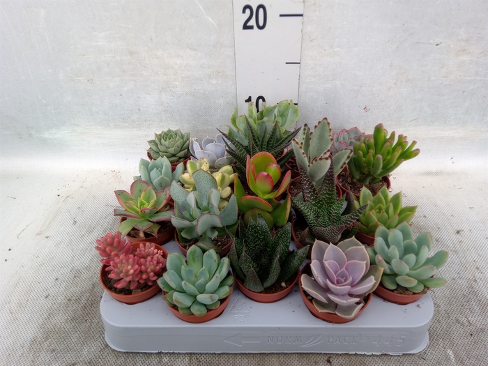 <h4>Succulents   ...</h4>