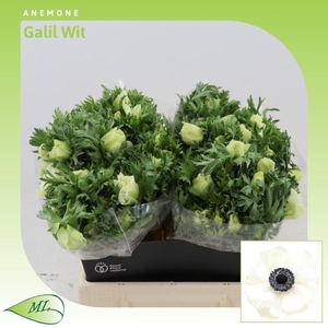 Anemone Galil Wit