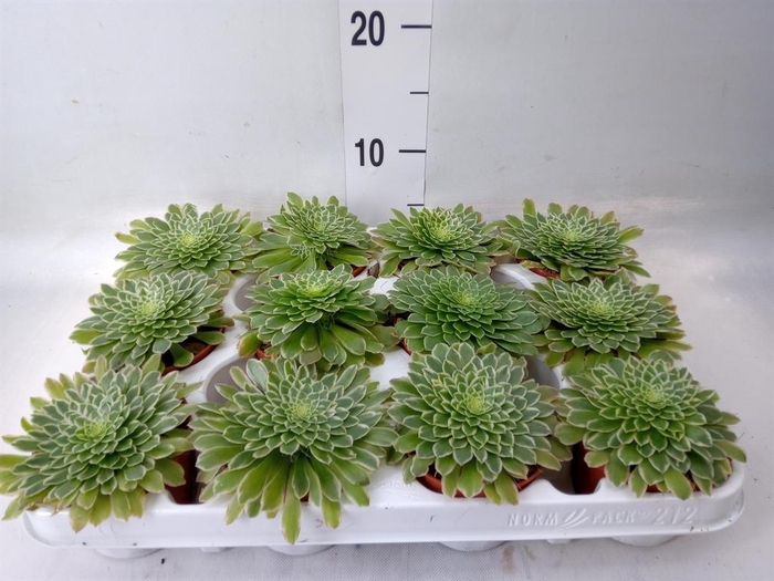 <h4>Aeonium   ...</h4>