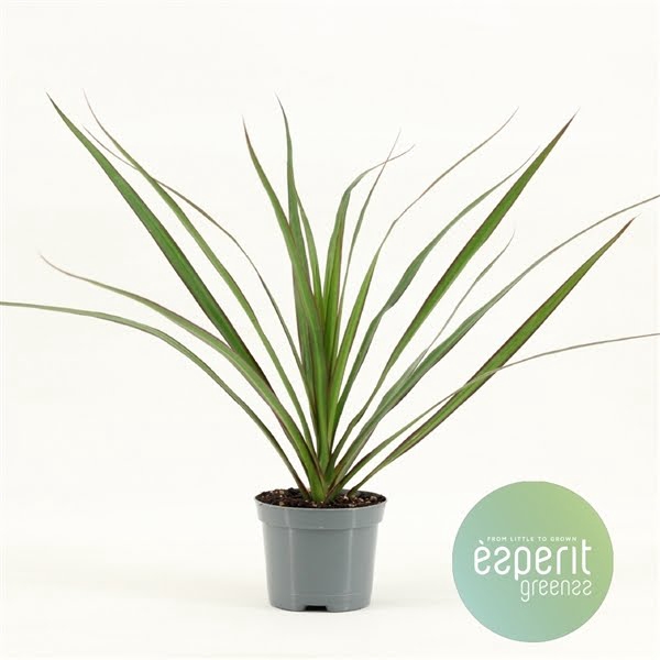 <h4>Dracaena Marginata</h4>