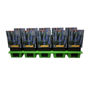 Lupinus The Governor