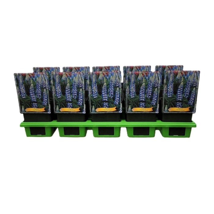 <h4>Lupinus The Governor</h4>