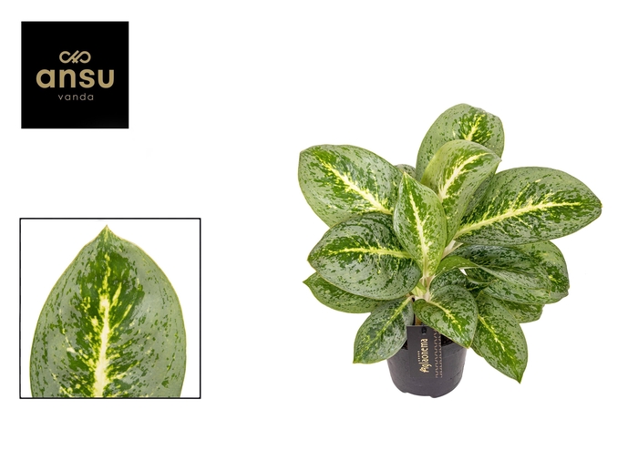 <h4>AGLAO LEMON MINT</h4>