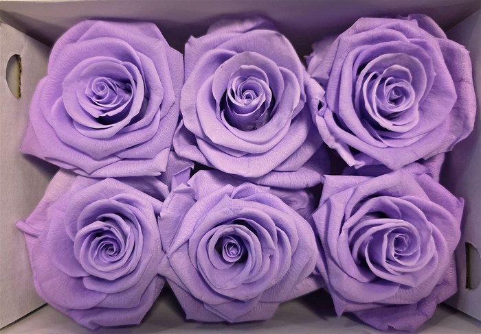 Ro Pres Classic Purple Light