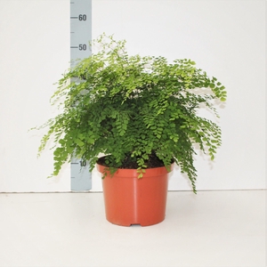 ADIAN RAD FRAGRANS