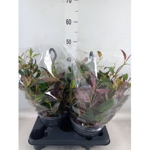 Aeschynanthus marmoratus