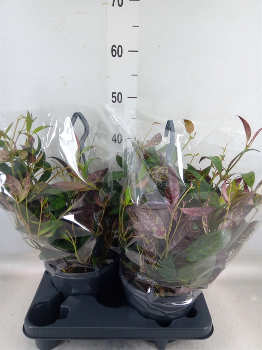 <h4>Aeschynanthus marmoratus</h4>