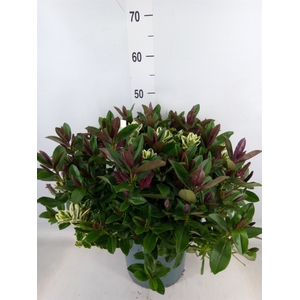 Hebe  'Addenda'   ...mix in pot