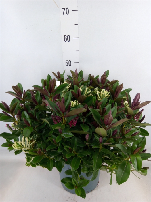 <h4>Hebe  'Addenda'   ...mix in pot</h4>