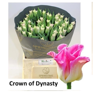 TU CO CROWN  DYNASTY