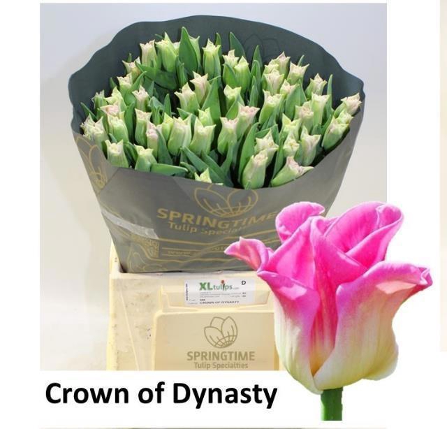 <h4>TU CO CROWN  DYNASTY</h4>