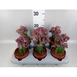 Euphorbia lactea