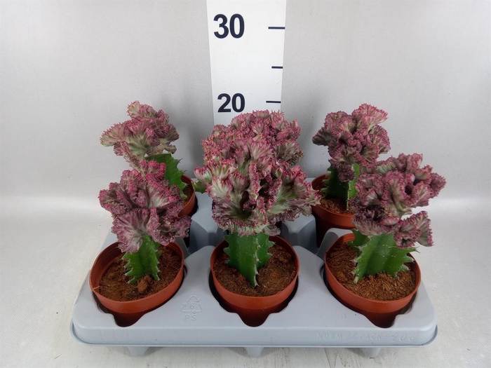 <h4>Euphorbia lactea</h4>