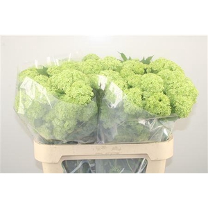 Viburnum Roseum St 4+