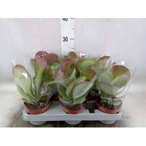 Kalanchoe NF thyrsiflora 'Red Lips'
