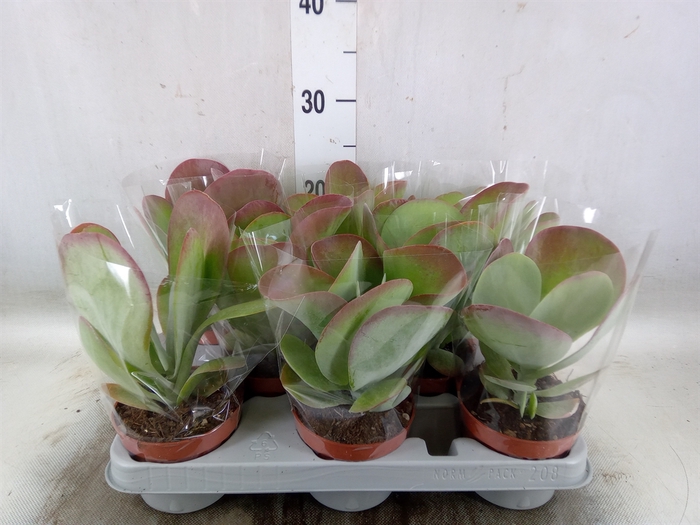 <h4>Kalanchoe NF thyrsiflora 'Red Lips'</h4>