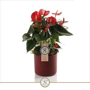 Bari Keramiek Red - Red Champion 12cm