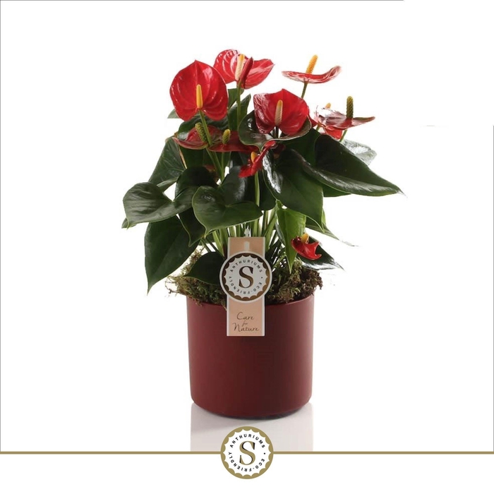 <h4>Bari Keramiek Red - Red Champion 12cm</h4>