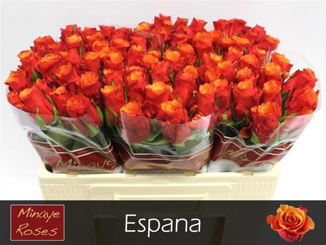 <h4>R GR ESPANA@</h4>