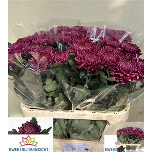 CHR G BIGOUDI PURPLE