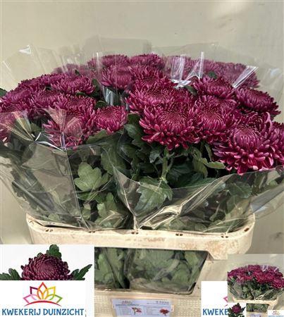 <h4>CHR G BIGOUDI PURPLE</h4>