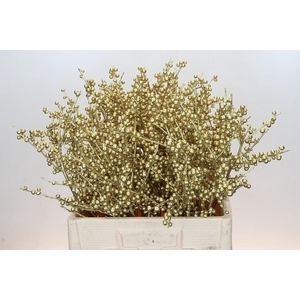 Ilex paint Goud
