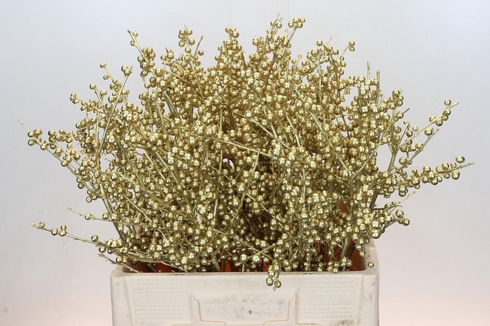 <h4>Ilex paint Goud</h4>