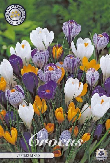 <h4>Crocus Vernus Mixed X10</h4>