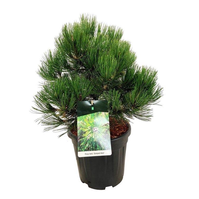 <h4>Pinus held. 'Compact Gem'</h4>
