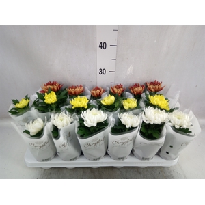 Chrysanthemum  'Cosmo'  ..mix