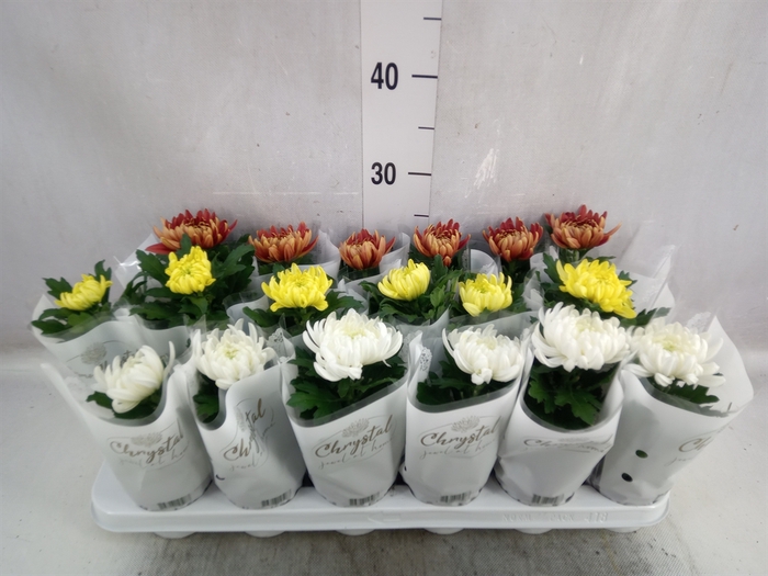 <h4>Chrysanthemum  'Cosmo'  ..mix</h4>