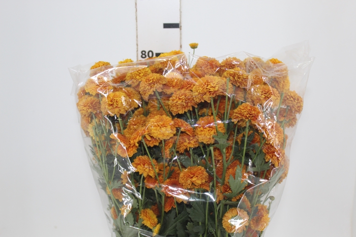 <h4>CRISANTEMO SANTINI MANZONI 080 CM</h4>