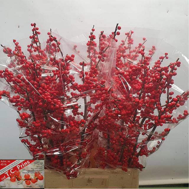 <h4>ILEX VE RODE BES</h4>