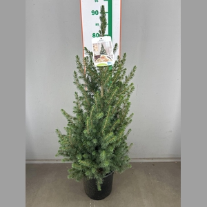 PICEA GL CONICA 90 CM