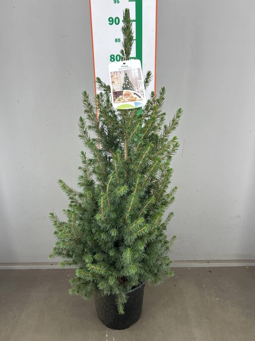 <h4>PICEA GL CONICA 90 CM</h4>