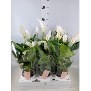 Anthurium  'Banderola Cava'