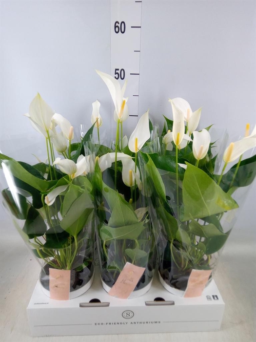 <h4>Anthurium  'Banderola Cava'</h4>