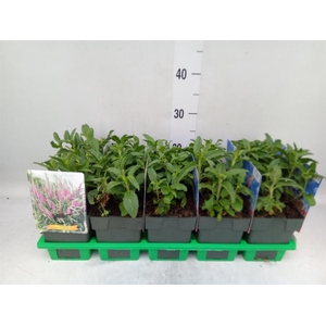 Veronica spicata 'Anniversary Blue'