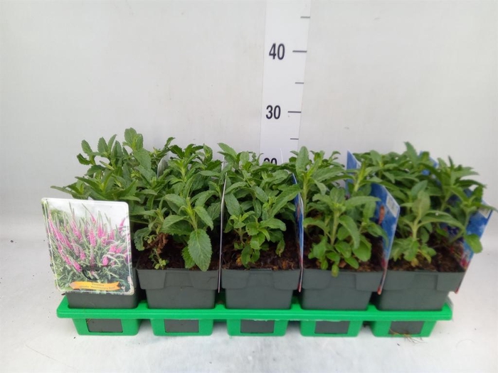 <h4>Veronica spicata 'Anniversary Blue'</h4>