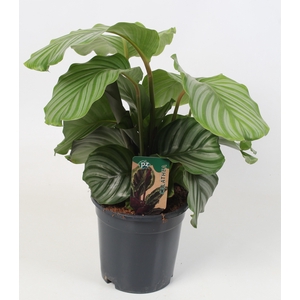 Calathea Orbifolia 21 cm