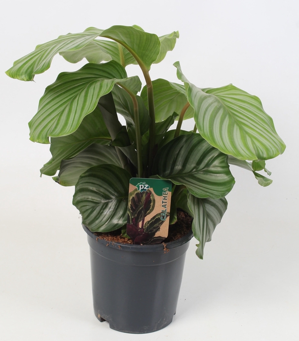 <h4>Calathea Orbifolia 21 cm</h4>